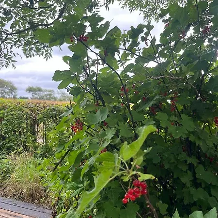 Hébergement de vacances Cozy In The Countryside In Beautiful Nature Vinderup